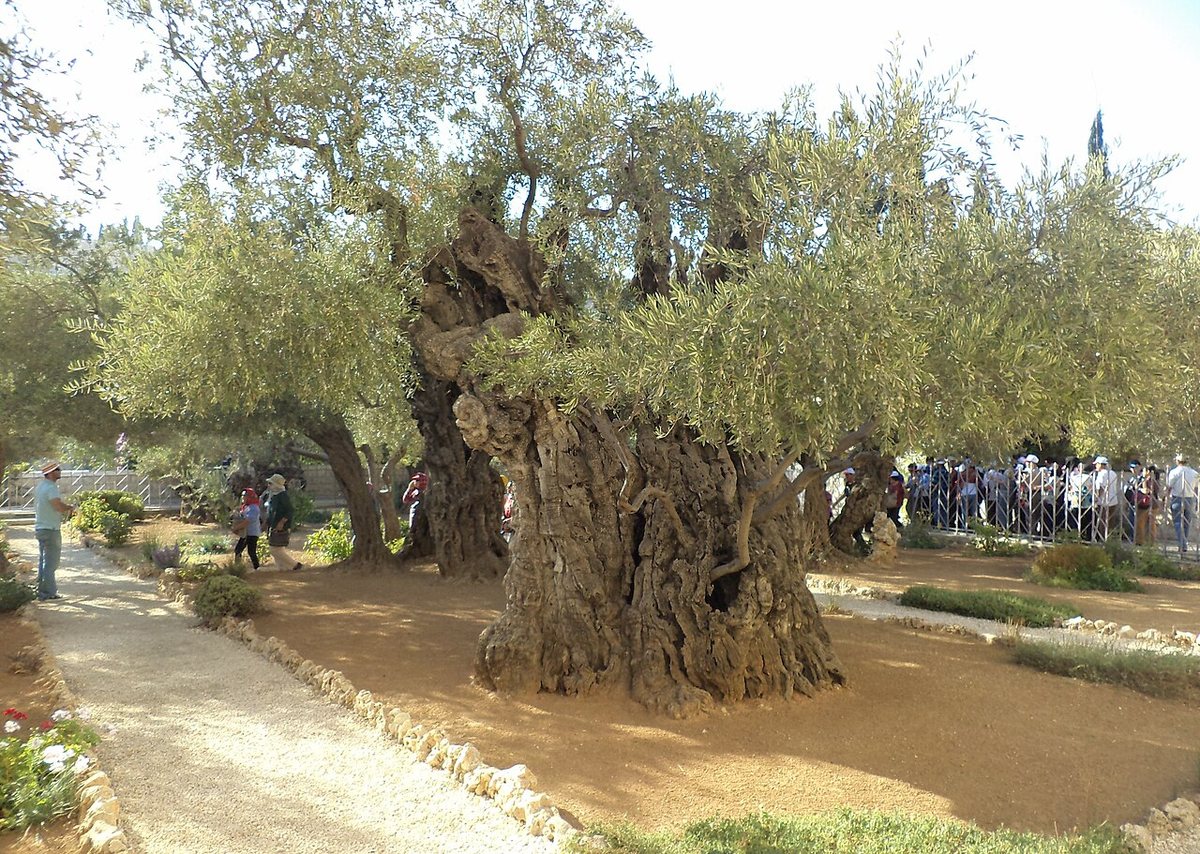 The Garden of Gethsemane